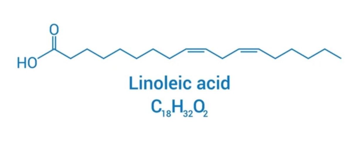 axit linoleic công thức cấu tạo và đặc điểm cấu trúc phân tử