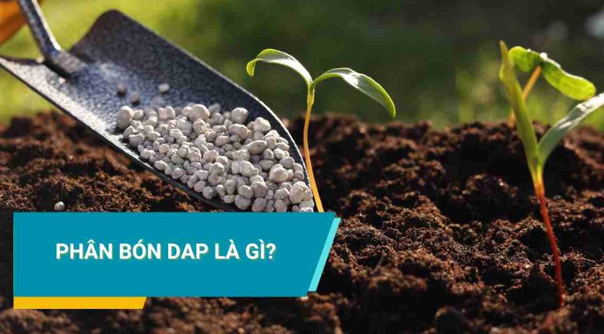 cách pha và sử dụng phân bón dap hiệu quả