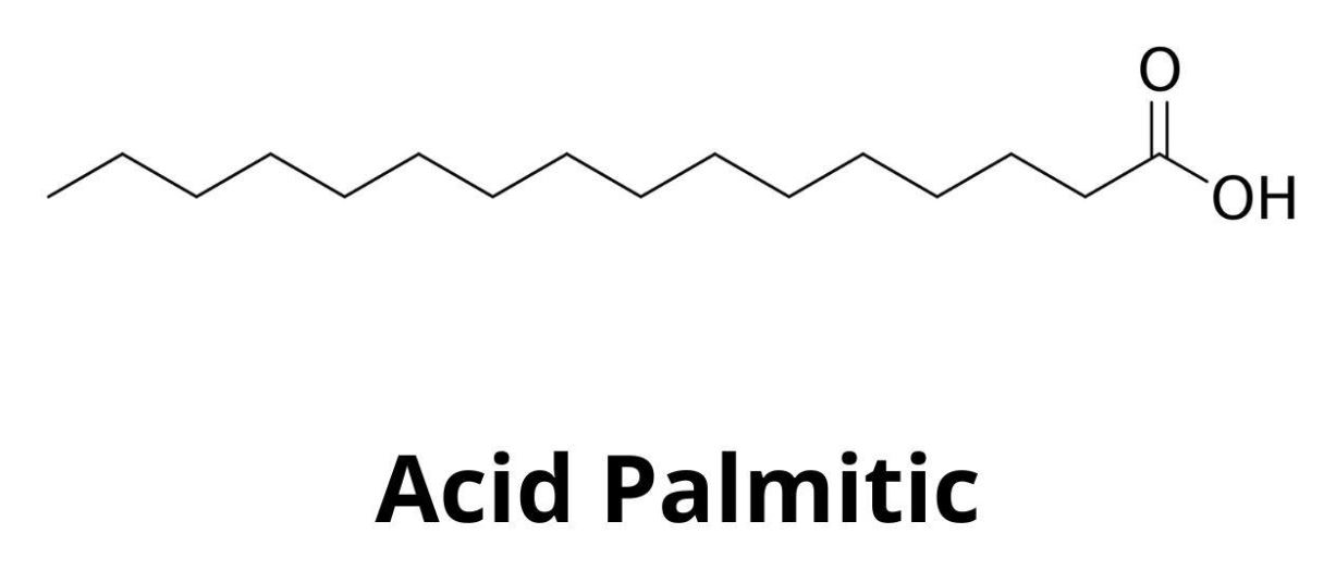 cấu tạo phân tử và đặc điểm của axit panmitic