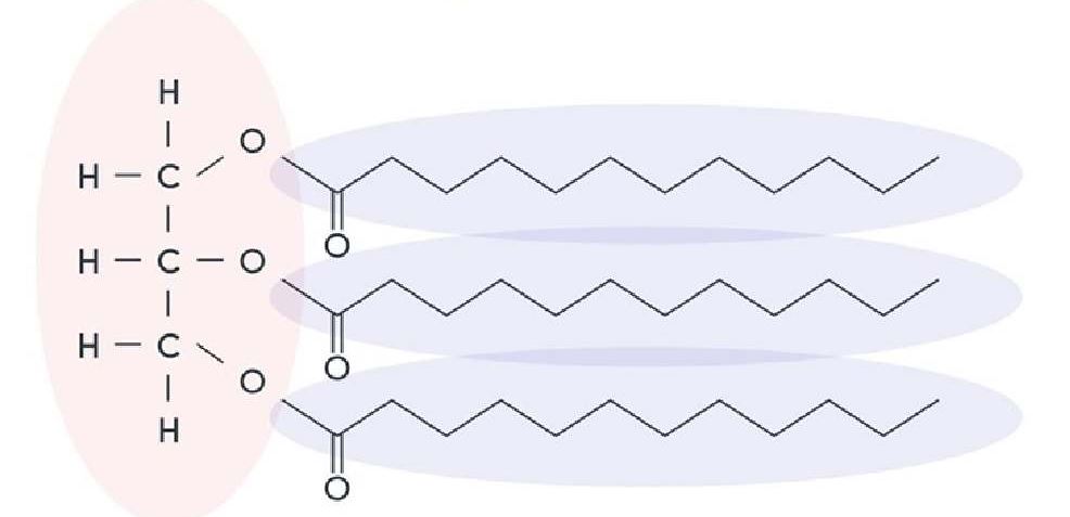 cấu trúc và đặc điểm phân tử triglixerit