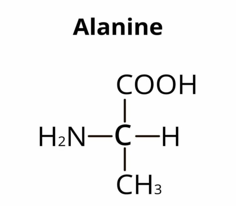 Tìm hiểu công thức alanin và vai trò quan trọng của amino acid trong cơ thể