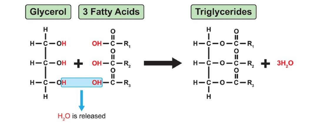 triglixerit công thức và cấu tạo phân tử